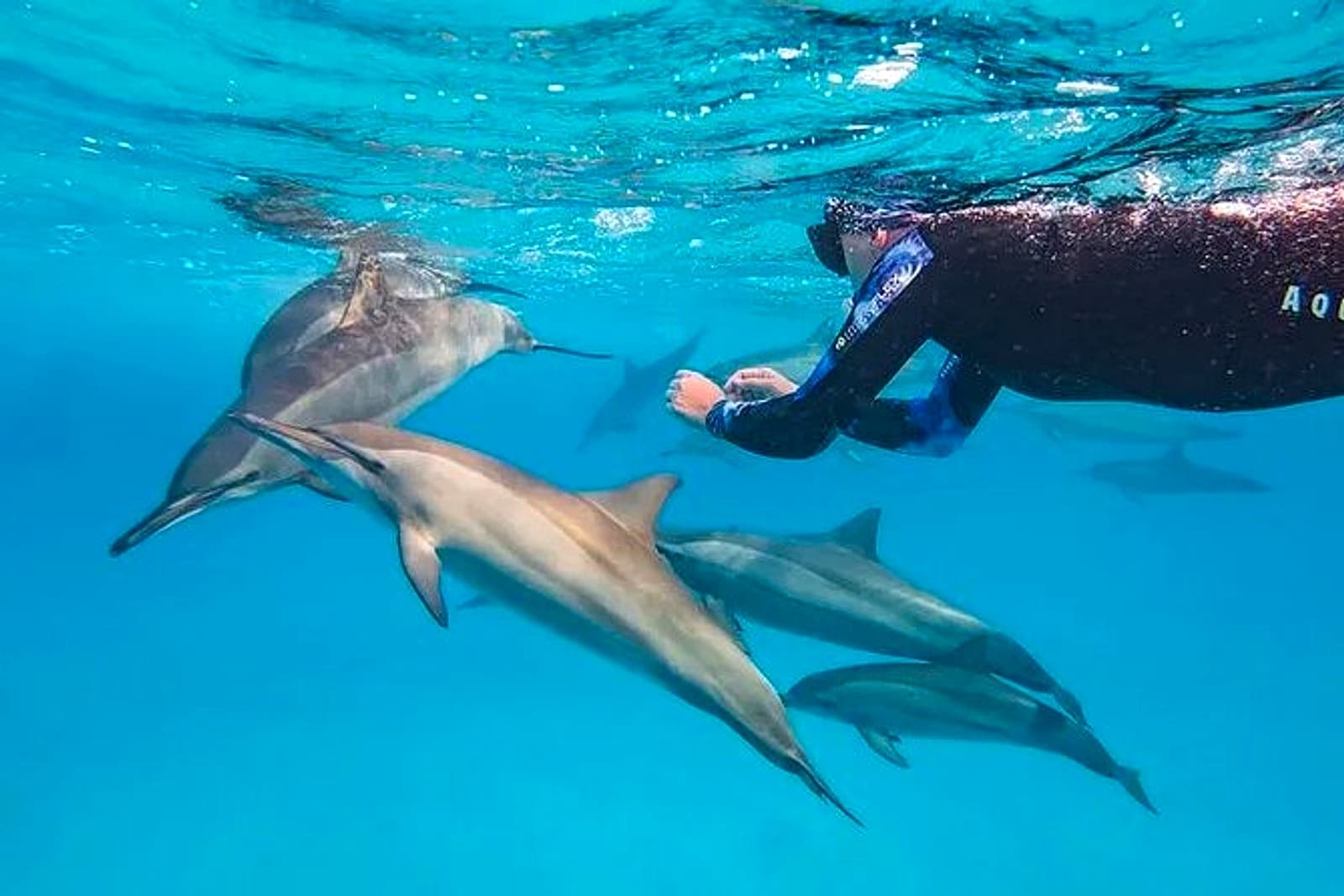 Wadi El Gemal National Park: Dolphin House, Samadai Reef and What You Can Actually Do